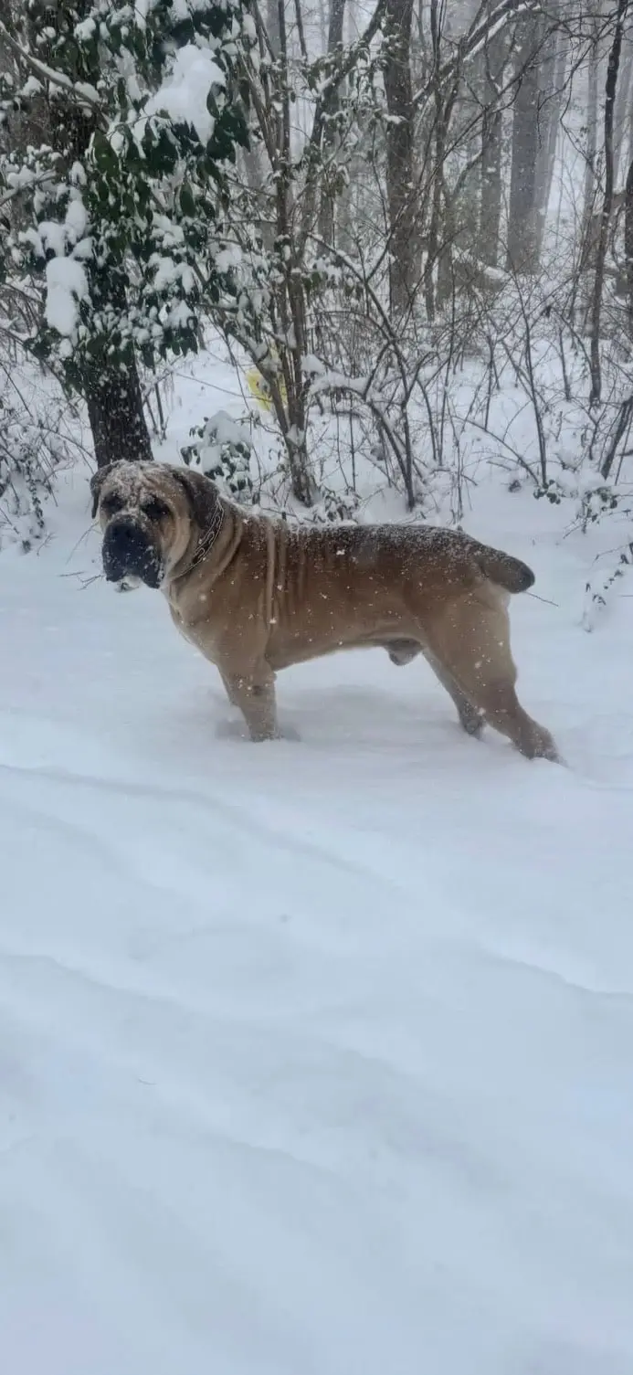 A LowCountry Boerboels South African Boerboel standing in deep snow among bare trees, coat dusted white