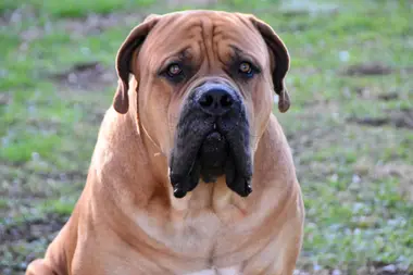 Kilo, a South African Boerboel stud dog, photographed head-on — the deep wrinkling across his brow and his black mask clearly visible