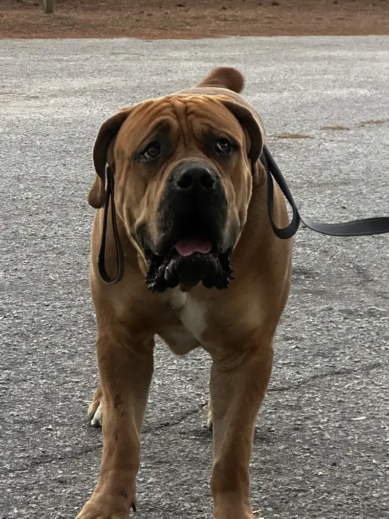 Kilo the Boerboel walking toward the camera on a loose lead, his dewlap swinging