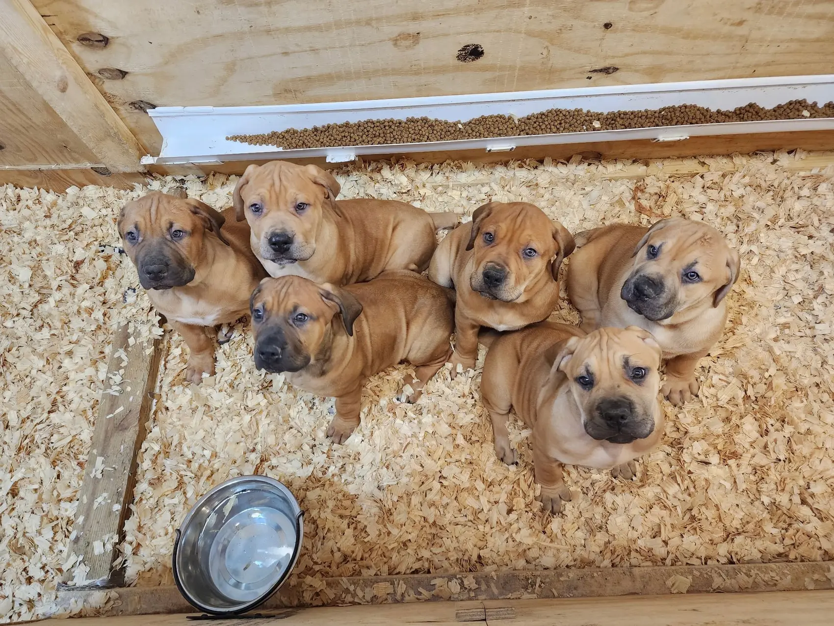 Six South African Boerboel puppies from one LowCountry Boerboels litter looking up from the wood-shaving bedding of the whelping box at feeding time